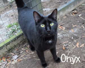 Onyx cat ready for adoption