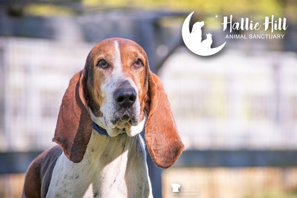 Special Needs Animals | Hallie Hill Animal Sanctuary