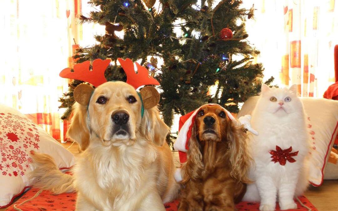 Holiday Safety Tips for Pets